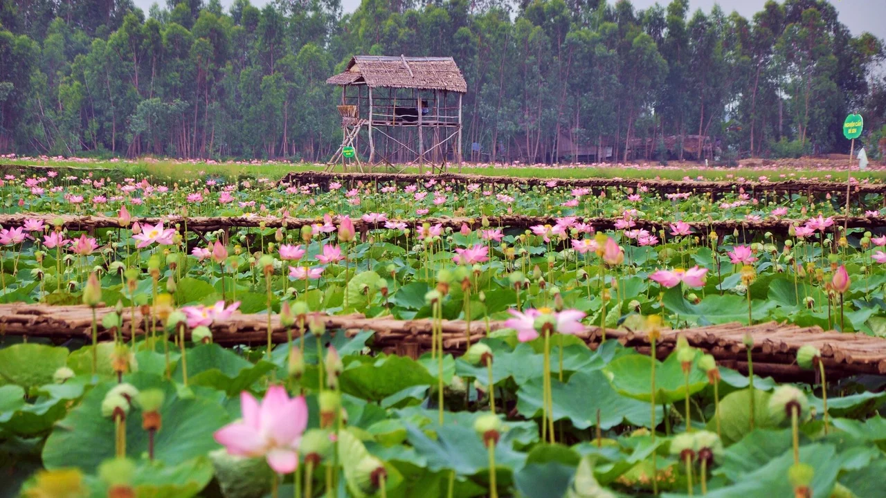 Thuê xe Sài Gòn đi Đồng Tháp 4,7,16 chỗ - An toàn, tiết kiệm 2025